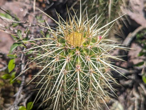 Leding's Hedgehog Cactus (Echinocereus ledingii)