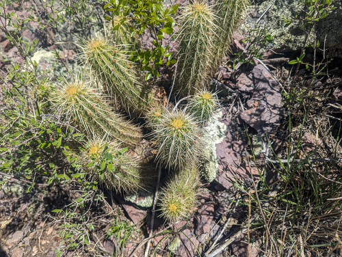 Echinocereus ledingii