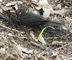 Turdus merula