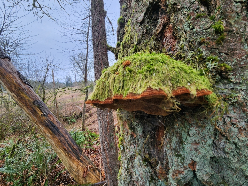 Porodaedalea pini · January 2026 · photo: © jeffreyleeisanaturalist (iNaturalist, cc-by)