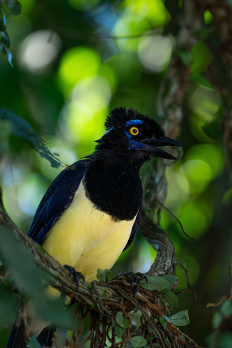 Plush-crested Jay (Cyanocorax chrysops), photo 7