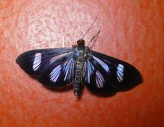 Phostria euagra