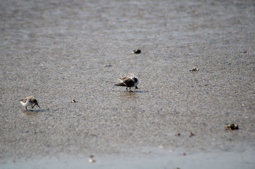 iNaturalist: (c) filimonios, some rights reserved (CC BY-NC), uploaded by filimonios iNaturalist image