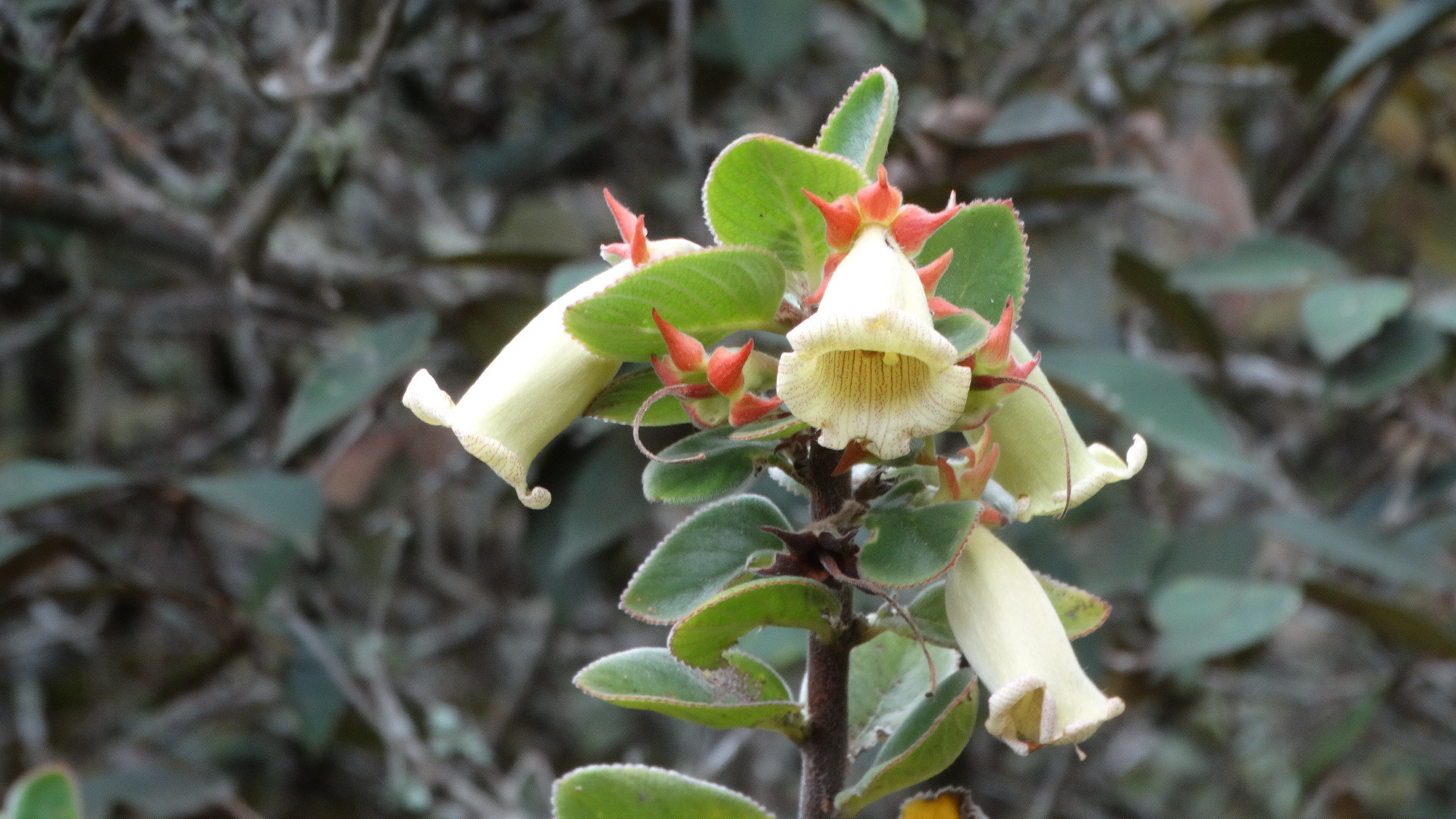 Paliavana sericiflora