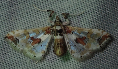 Leucinodes