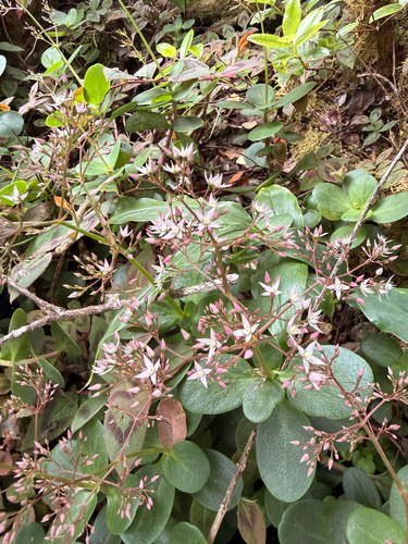 Crassula multicava observed 2026-01-27