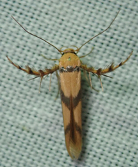 Stathmopoda crassella