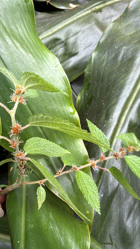 Phenax hirtus observed 2026-01-27