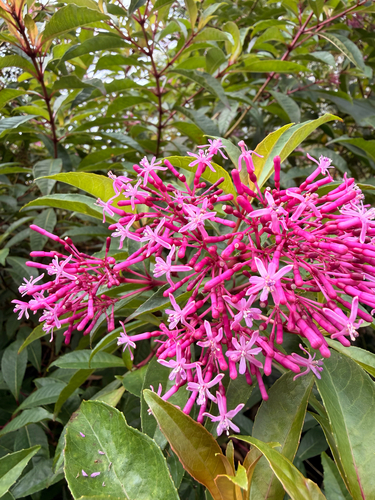 Fuchsia paniculata, 2026-01-27