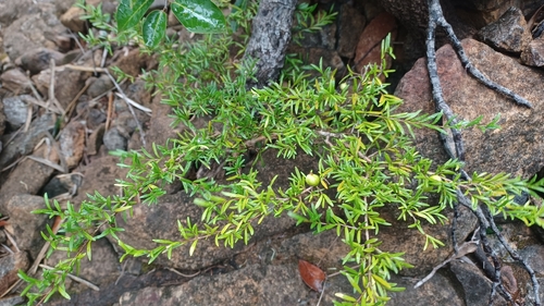 Eugenia horizontalis observed 2026-01-29