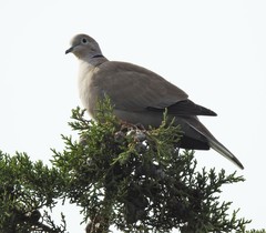 Streptopelia decaocto