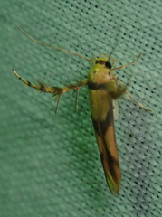 Stathmopoda crassella