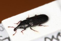 Cossonus cylindricus