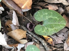 Hexastylis virginica
