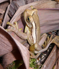 Trachycephalus mesophaeus