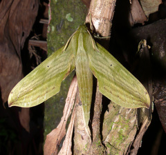 Xylophanes hydrata