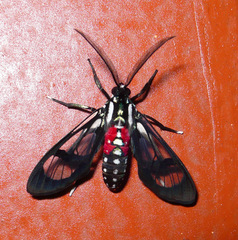 Poecilosoma eone