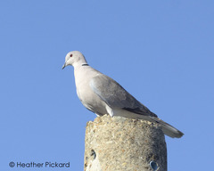 Streptopelia decaocto