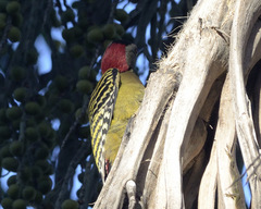 Melanerpes striatus