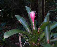 Aechmea fasciata