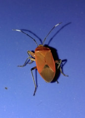 Physopelta sita