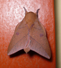 Adeloneivaia subangulata