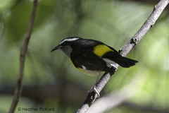 Coereba flaveola bananivora