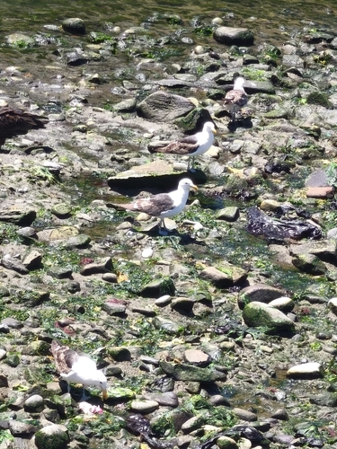 iNaturalist: (c) sebamaldonadom, some rights reserved (CC BY-NC), uploaded by sebamaldonadom iNaturalist image