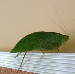 Phylloptera