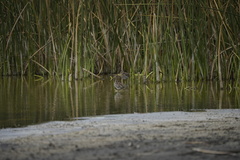 Gallinago magellanica