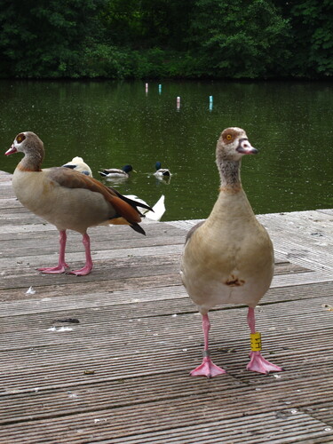 iNaturalist: (c) Adrian Matala, some rights reserved (CC BY-NC), uploaded by Adrian Matala iNaturalist image