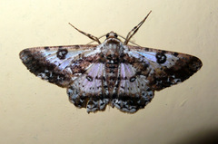 Iridopsis validaria