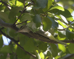 Vireo altiloquus