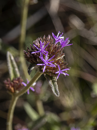 Elephantopus biflorus