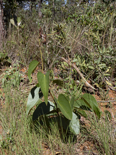 Bauhinia rufa observed 2025-05-08