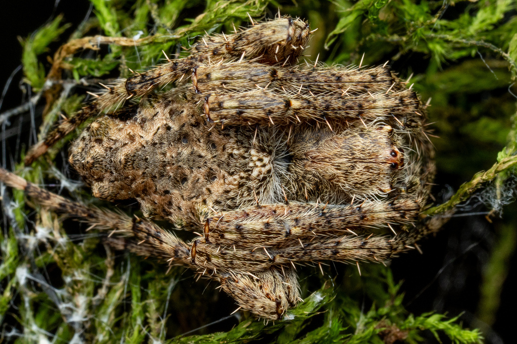 Parawixia kochi