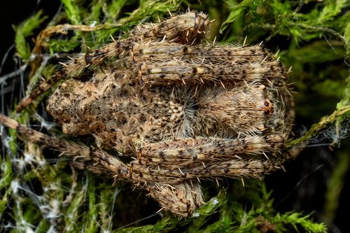 Parawixia kochi