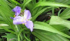 Tradescantia gigantea