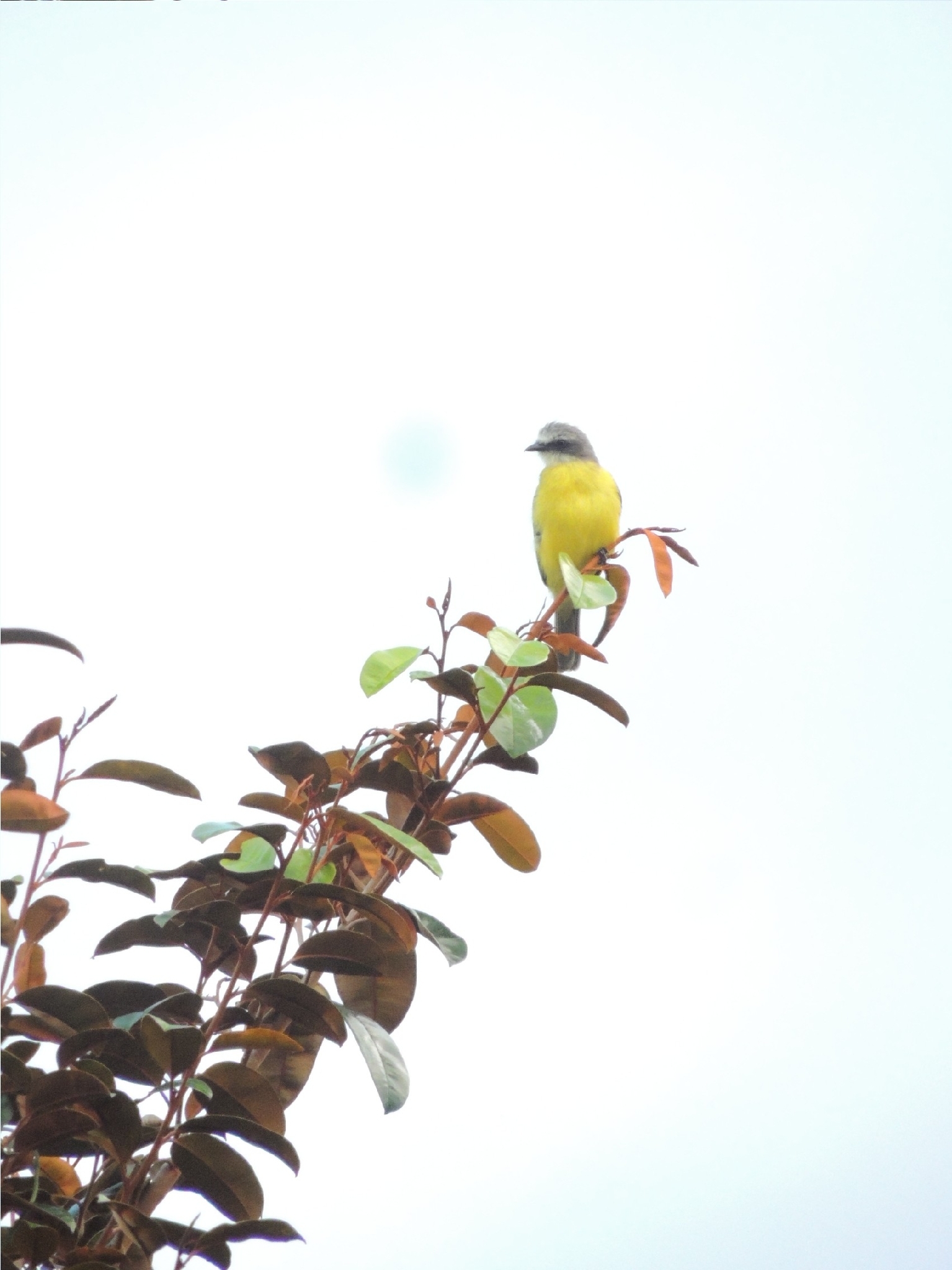 Grey-capped Flycatcher (Myiozetetes granadensis), photo 2