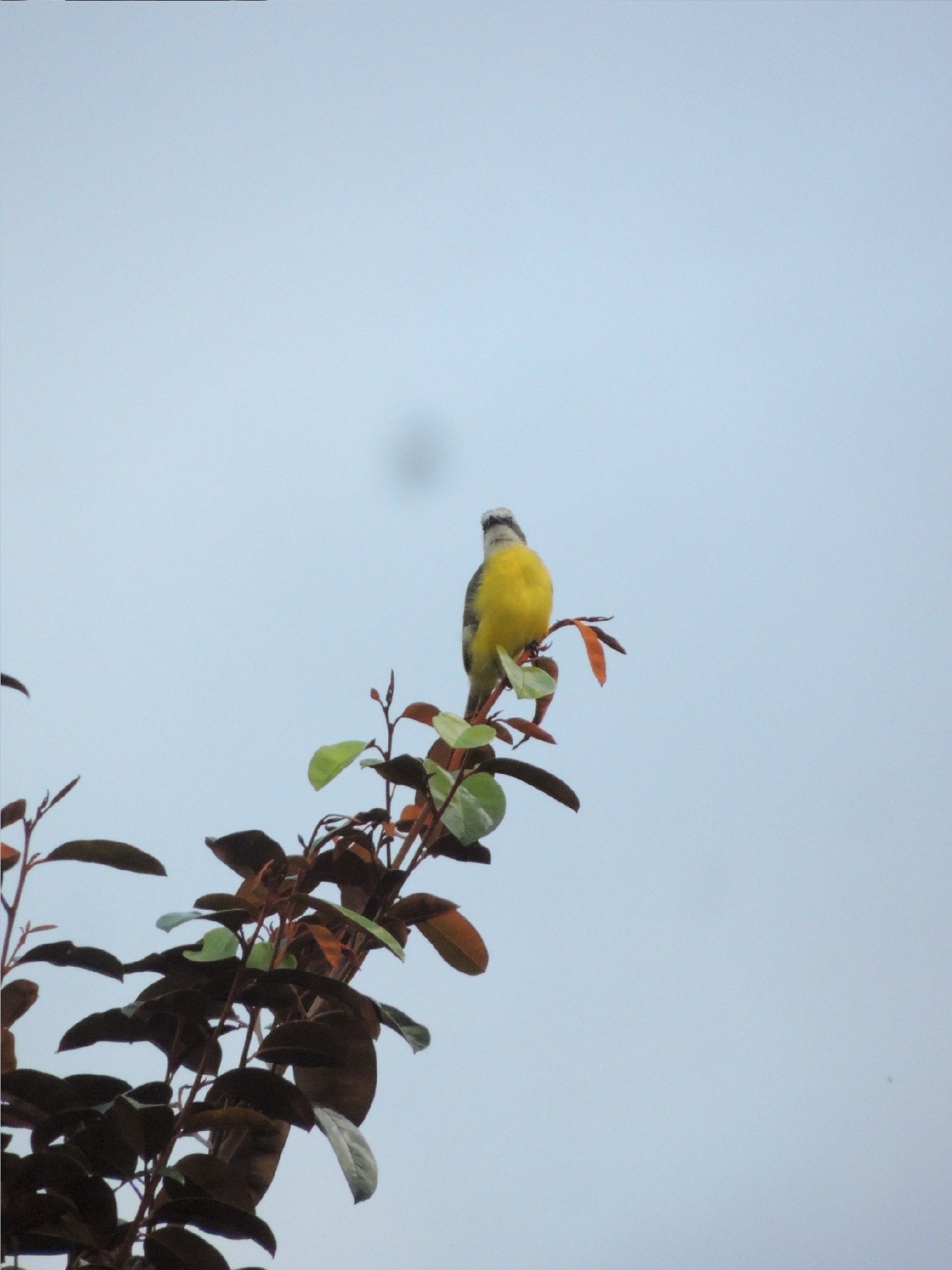 Grey-capped Flycatcher (Myiozetetes granadensis), photo 3