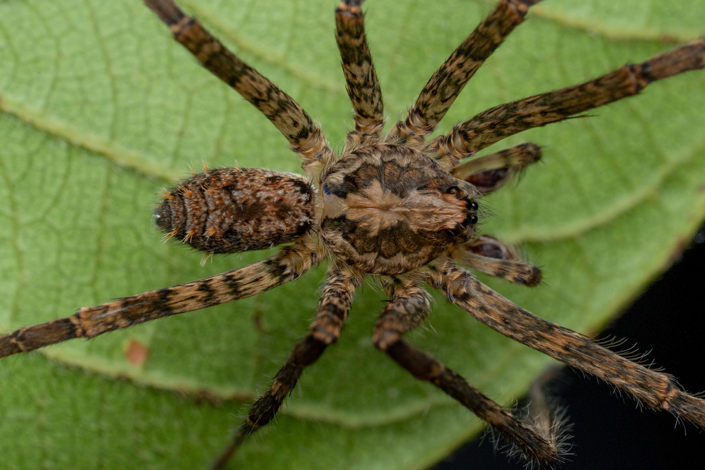 Viracucha misionesicus