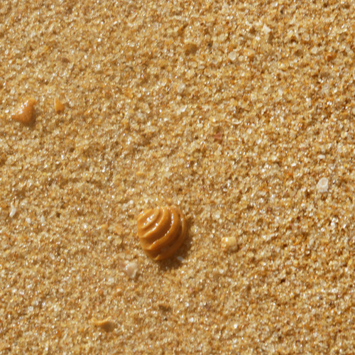 Lirophora paphia
