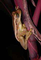 Trachycephalus mesophaeus