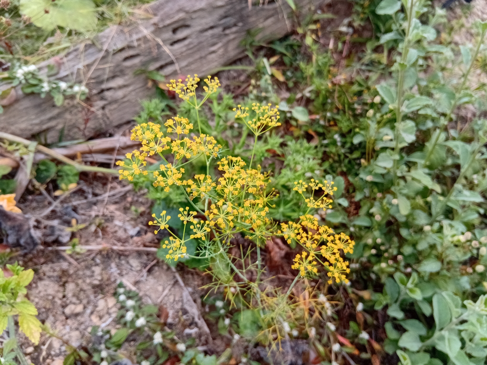Photo by kanapol99 via iNaturalist (Copyright kanapol99)