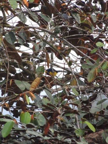 Spot-crowned Euphonia (Euphonia imitans), photo 3