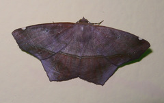 Trotopera olivifera