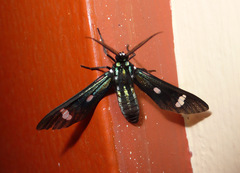 Leucotmemis nexa