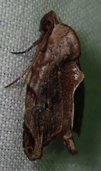 Androlymnia torsivena