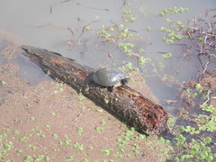 Trachemys scripta