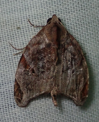 Androlymnia torsivena